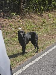 Found/Stray Male Dog last seen Mcarthur Rd, P Church Rd, Broadway, NC 27505