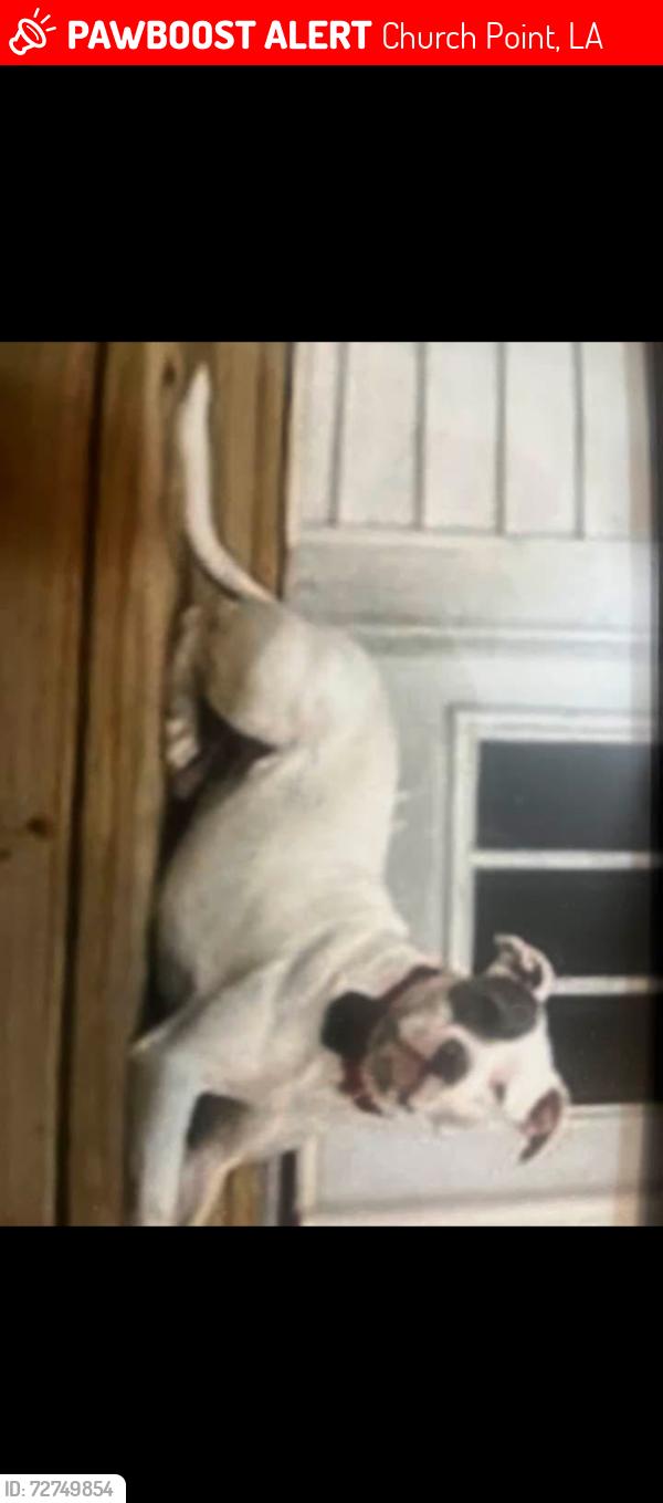 Lost Male Dog last seen Church Point, LA, Church Point, LA 70525