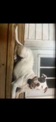 Lost Male Dog last seen Church Point, LA, Church Point, LA 70525