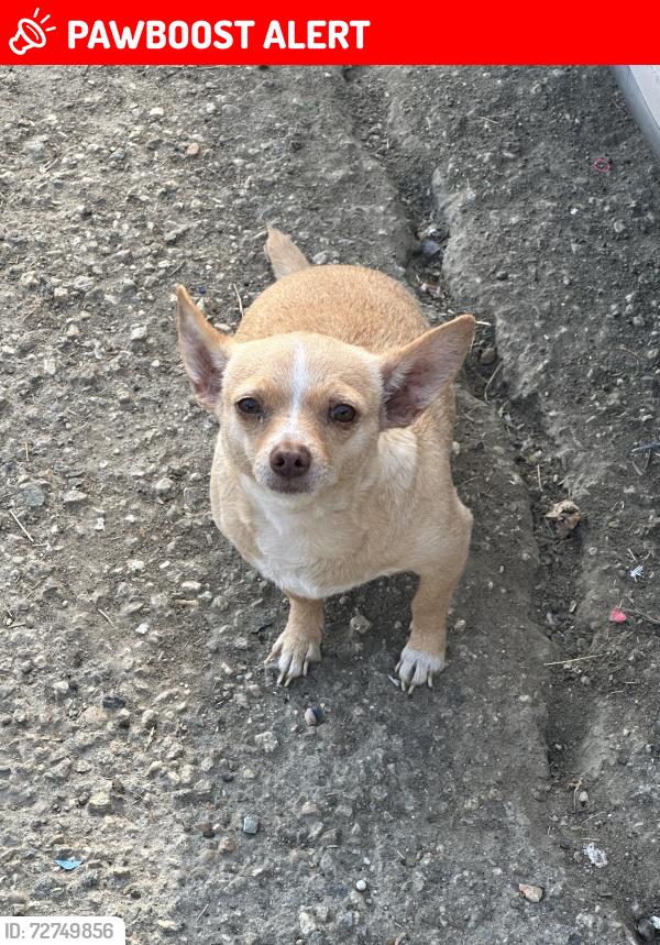 Lost Female Dog last seen I don’t know, Desert Hot Springs, CA 92241