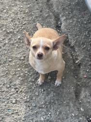 Lost Female Dog last seen I don’t know, Desert Hot Springs, CA 92241