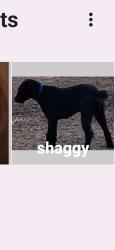 Lost Male Dog last seen Sandpiper, Inverness, FL 34450