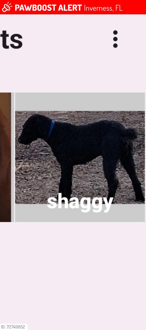 Lost Male Dog last seen Sandpiper, Inverness, FL 34450
