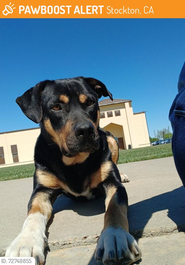 Found/Stray Male Dog last seen Progressive Community Church / Kennedy Community Center, Stockton, CA 95206