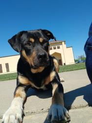 Found/Stray Male Dog last seen Progressive Community Church / Kennedy Community Center, Stockton, CA 95206