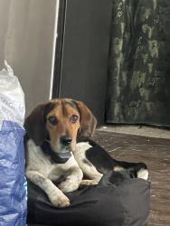 Found/Stray Male Dog last seen Palacios, bernal, hammerly dr, Dallas, TX 75212