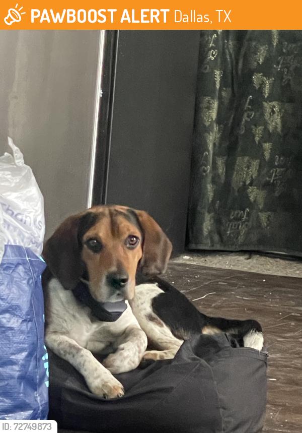 Found/Stray Male Dog last seen Palacios, bernal, hammerly dr, Dallas, TX 75212