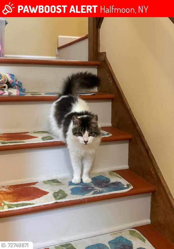 Lost Male Cat last seen Behind Halfmoon animal clinc, Halfmoon, NY 12065