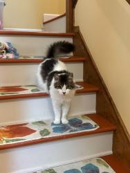 Lost Male Cat last seen Behind Halfmoon animal clinc, Halfmoon, NY 12065