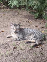Lost Male Cat last seen Coronado/Marathon Near the dream center, Los Angeles, CA 90026