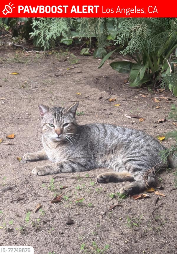 Lost Male Cat last seen Coronado/Marathon Near the dream center, Los Angeles, CA 90026