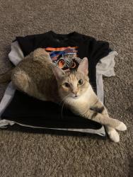 Lost Female Cat last seen 145th Dr & La Cometa (Royal Ranch neighborhood), Surprise, AZ 85379