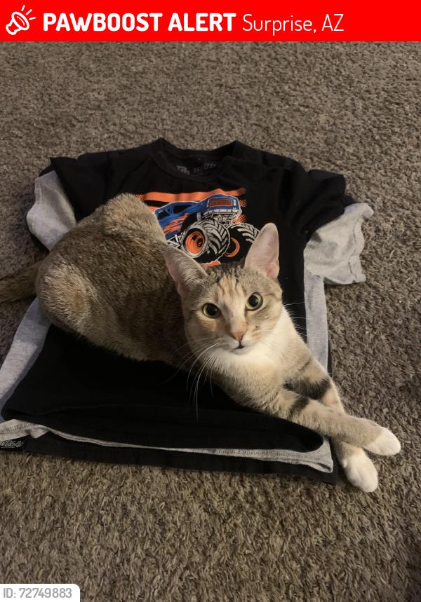 Lost Female Cat last seen 145th Dr & La Cometa (Royal Ranch neighborhood), Surprise, AZ 85379