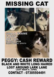 Lost Female Cat last seen Lucerne Street Lark Lane, Merseyside, England L17