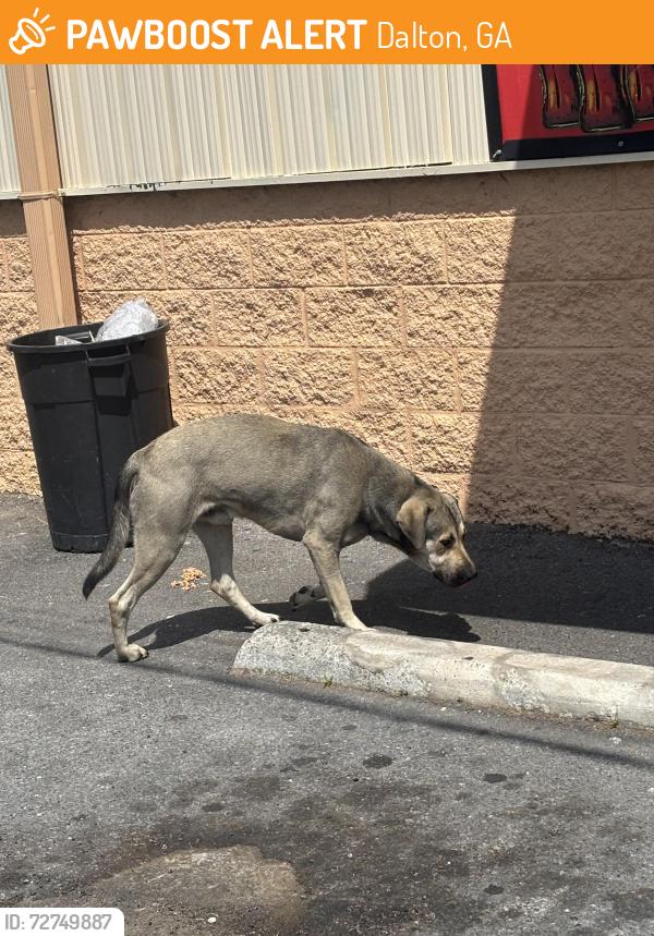 Found/Stray Male Dog last seen Carnicería loa #2, Dalton, GA 30721