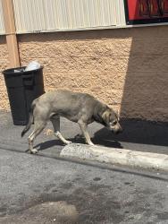 Found/Stray Male Dog last seen Carnicería loa #2, Dalton, GA 30721