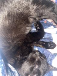Lost Female Cat last seen Near Skyland Cove Ln Snellville, Ga, Snellville, GA 30078