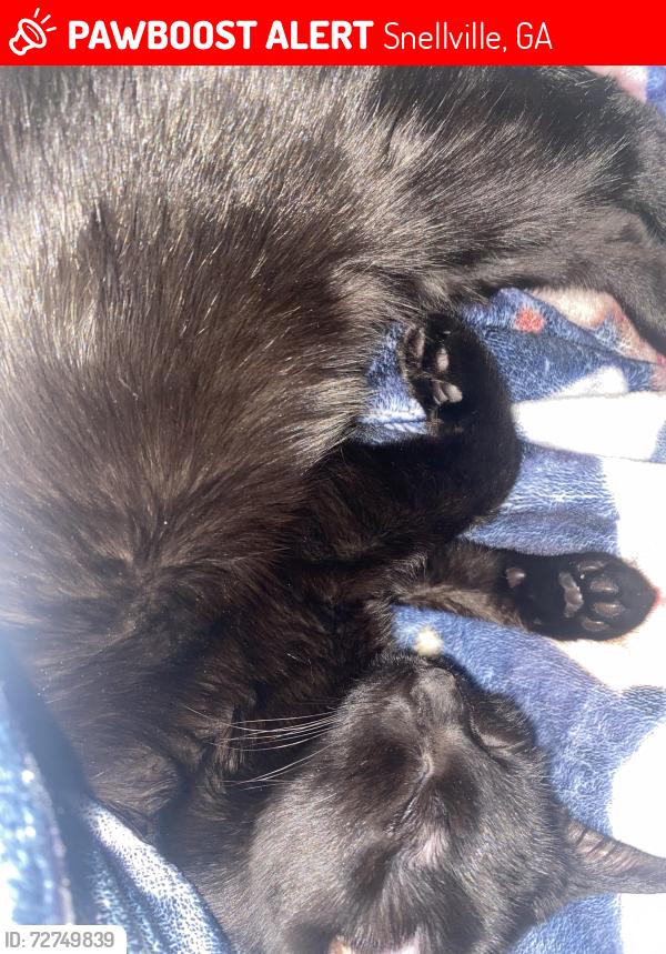 Lost Female Cat last seen Near Skyland Cove Ln Snellville, Ga, Snellville, GA 30078
