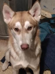 Lost Female Dog last seen Albany parck, Chicago, IL 60630