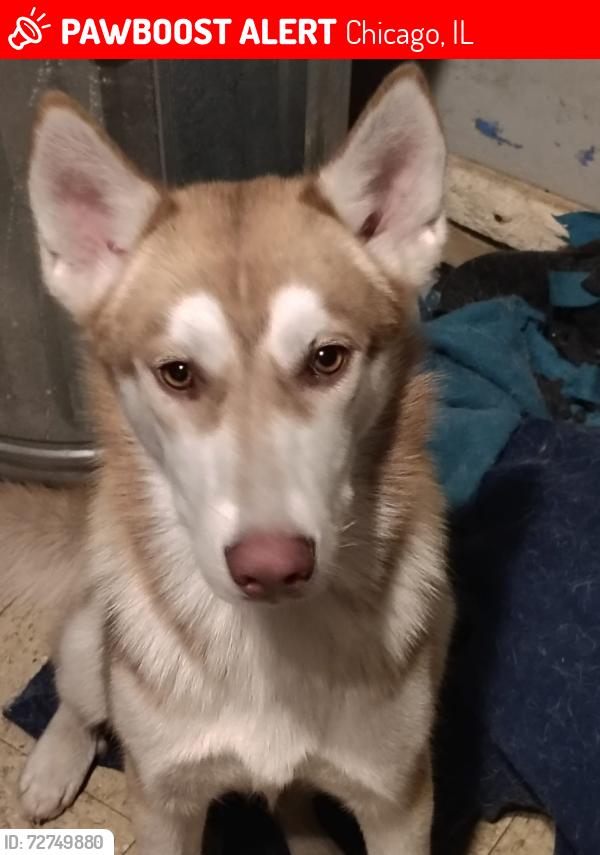 Lost Female Dog last seen Albany parck, Chicago, IL 60630