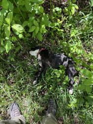 Found/Stray Female Dog last seen Near FM 686 Dayton Texas , Dayton, TX 77535