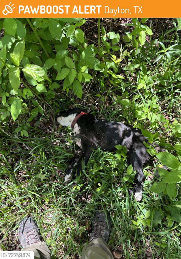 Found/Stray Female Dog last seen Near FM 686 Dayton Texas , Dayton, TX 77535