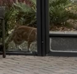 Found/Stray Male Cat last seen Gulfstream/Castleberry Trr, Englewood, FL 34224