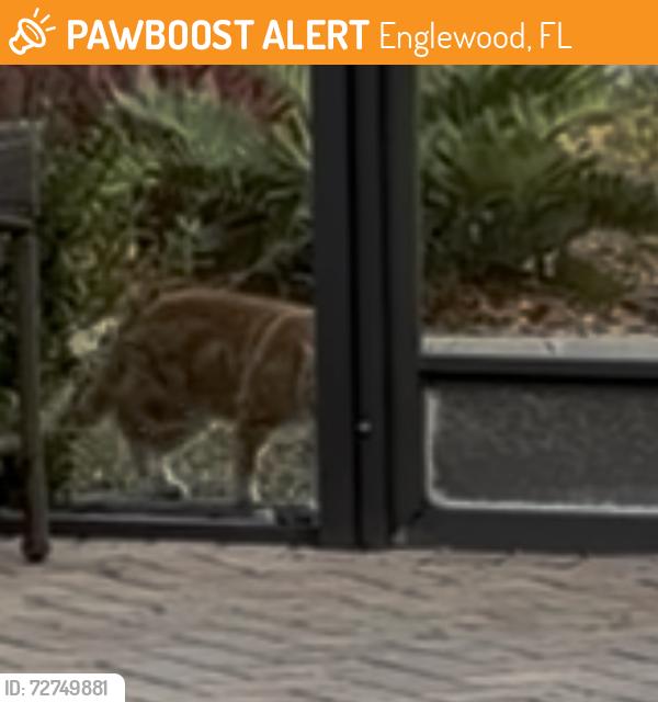 Found/Stray Male Cat last seen Gulfstream/Castleberry Trr, Englewood, FL 34224