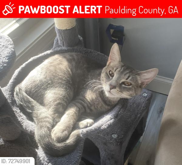 Lost Male Cat last seen Fieldstone Ln, Paulding County, GA 30132
