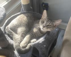 Lost Male Cat last seen Fieldstone Ln, Paulding County, GA 30132