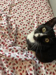 Lost Male Cat last seen Guatay St, San Diego, CA 92114