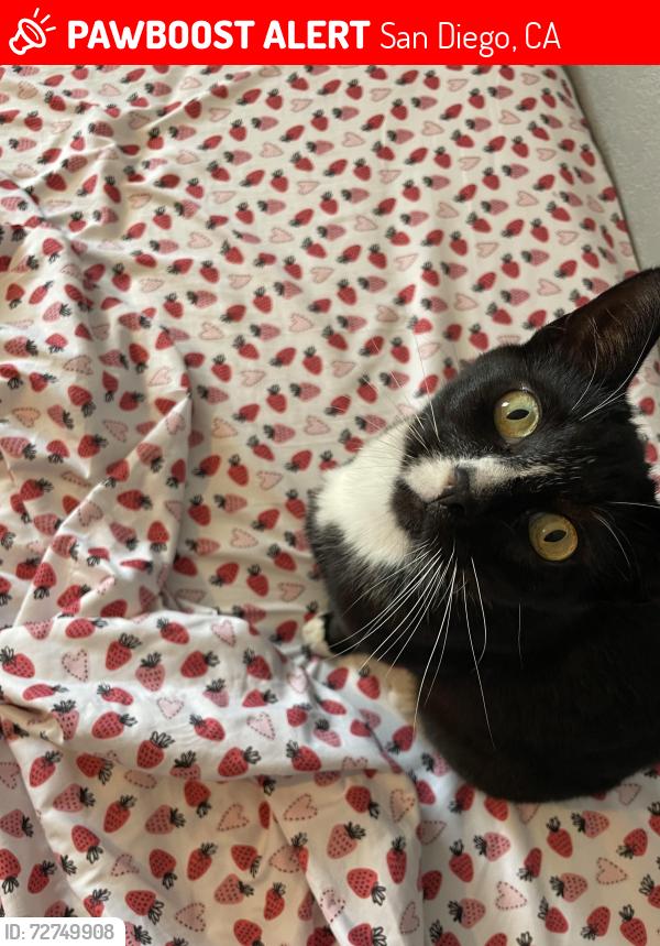 Lost Male Cat last seen Guatay St, San Diego, CA 92114