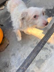 Lost Male Dog last seen 58th  and slauson . South los angeles, Los Angeles, CA 90062