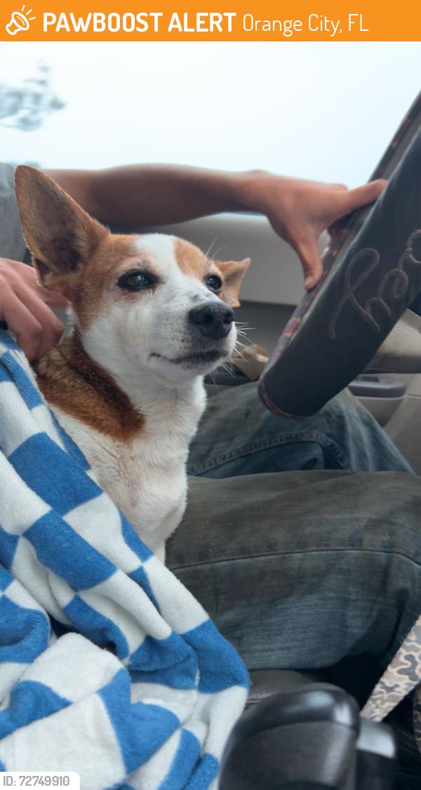 Found/Stray Female Dog last seen Veterans memorial parkway, Orange City, FL 32763