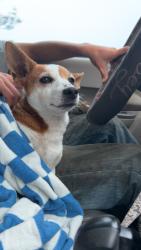 Found/Stray Female Dog last seen Veterans memorial parkway, Orange City, FL 32763