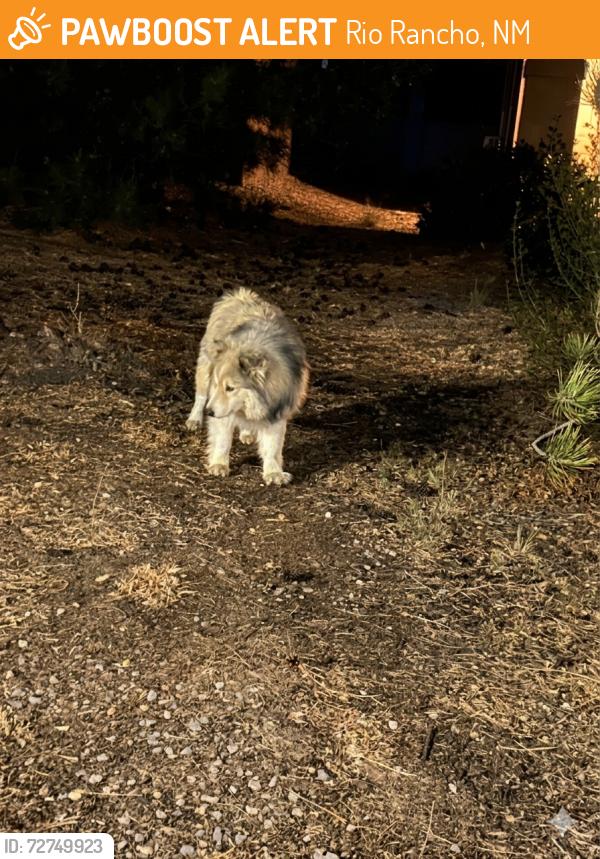 Found/Stray Unknown Dog last seen Cherry and unser, Rio Rancho, NM 87144