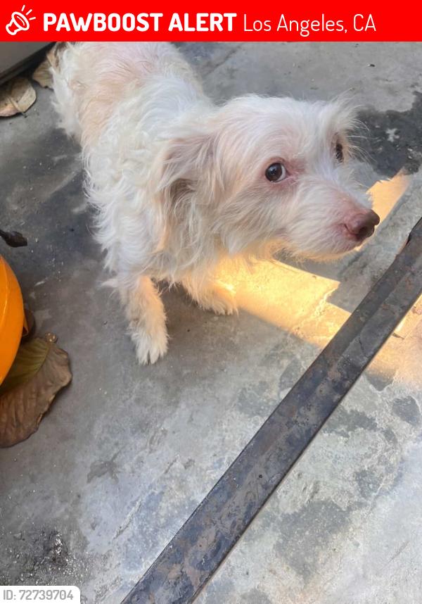 Lost Male Dog last seen 58th  and slauson . South los angeles, Los Angeles, CA 90062