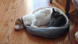 Lost Female Cat last seen Scuffletown and Brown, Greenville County, SC 29681