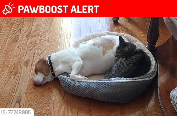 Lost Female Cat last seen Scuffletown and Brown, Greenville County, SC 29681