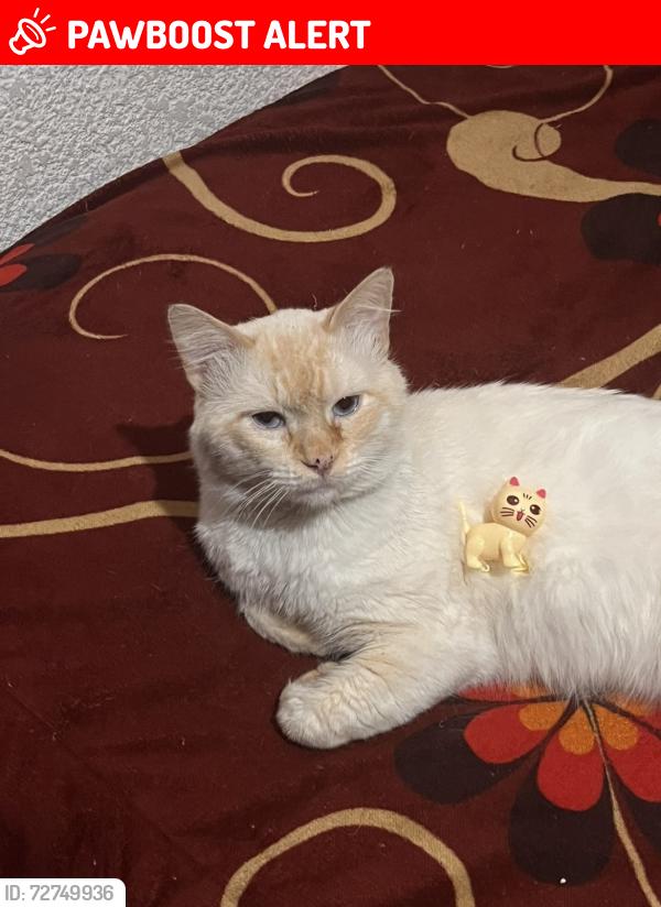 Lost Male Cat last seen Av paseo de los jardines, calle claveles , Ecatepec de Morelos, Méx. 55140