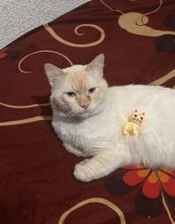 Lost Male Cat last seen Av paseo de los jardines, calle claveles , Ecatepec de Morelos, Méx. 55140