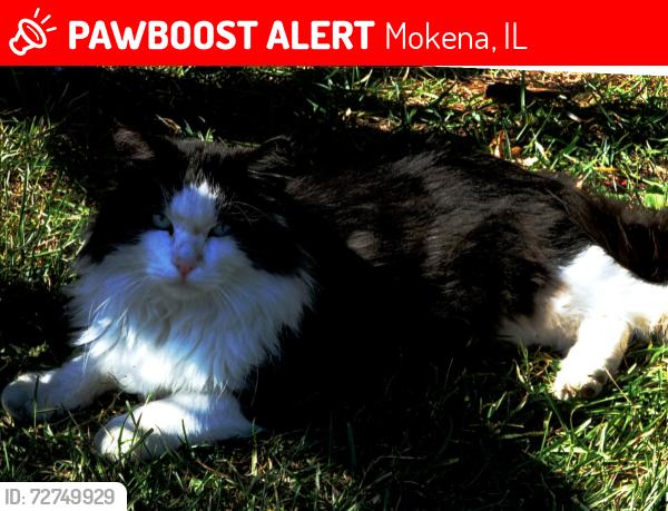 Lost Male Cat last seen NAWS, Mokena, IL 60448