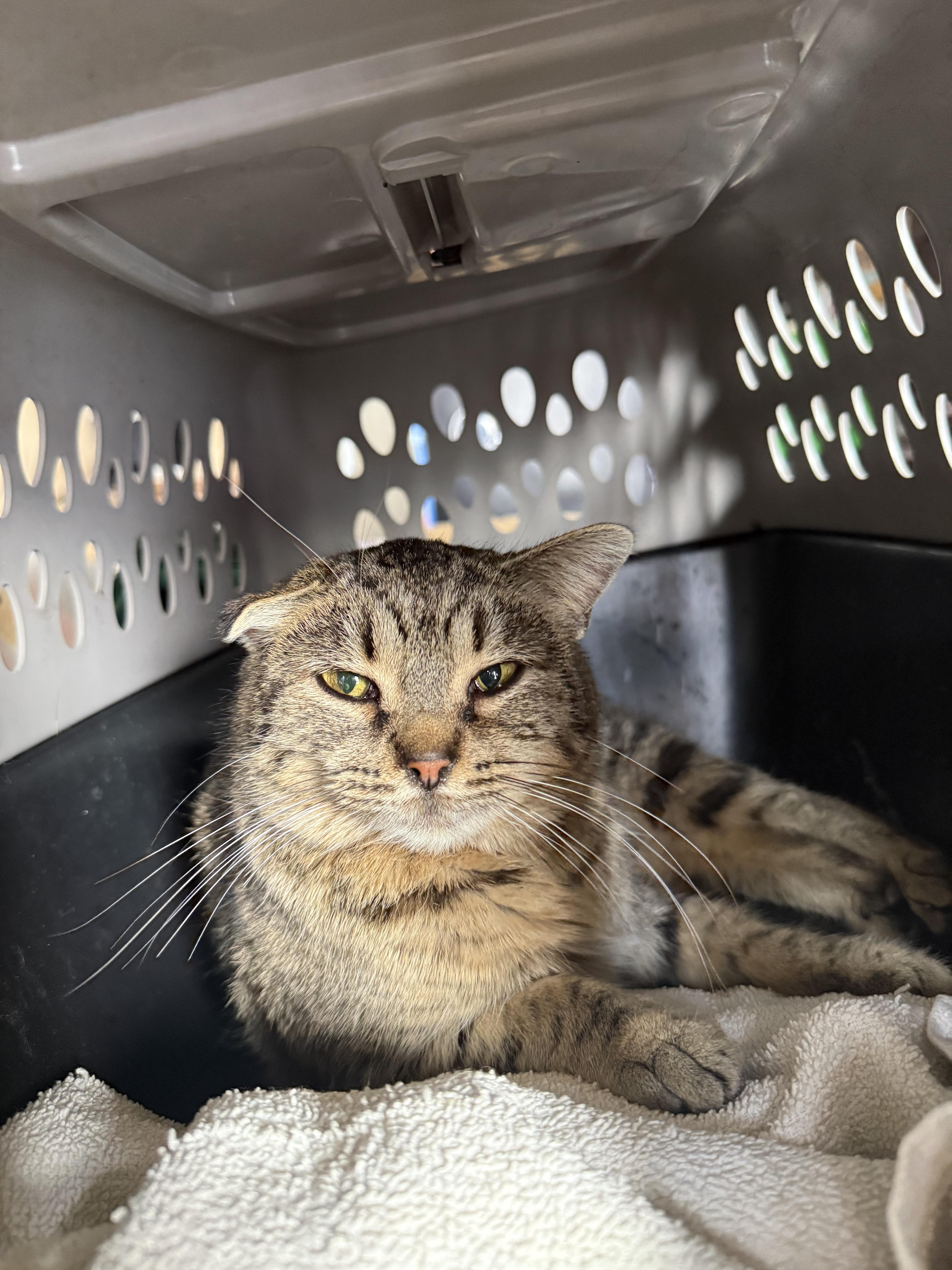 Found/Stray Female Cat last seen Near Niblick Str,Decatur,In 46733, Decatur, IN 46733