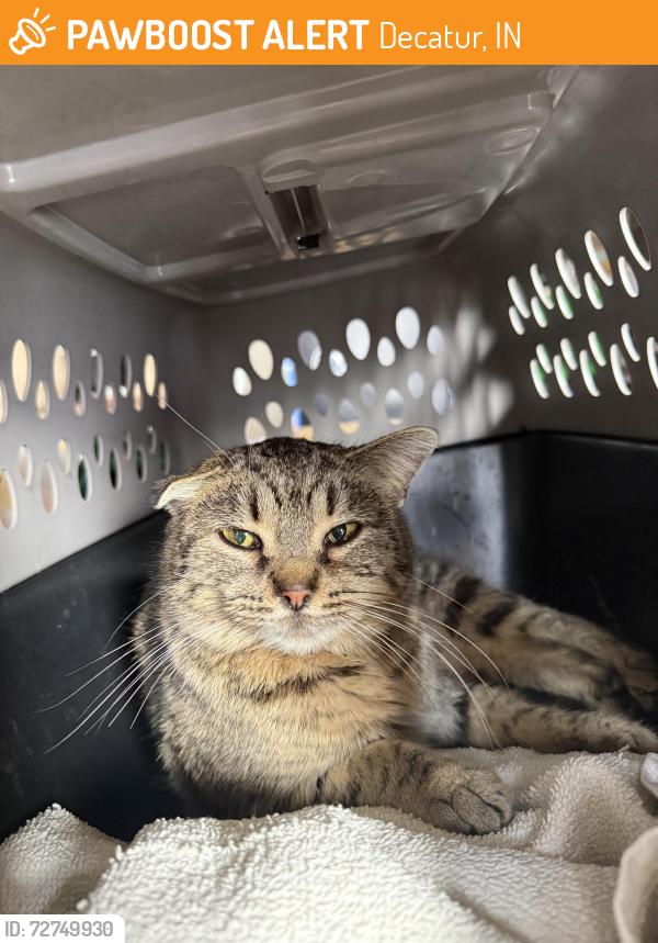 Found/Stray Female Cat last seen Near Niblick Str,Decatur,In 46733, Decatur, IN 46733
