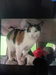 Lost Female Cat last seen J Line Manchester and South Figueroa , Los Angeles, CA 90301