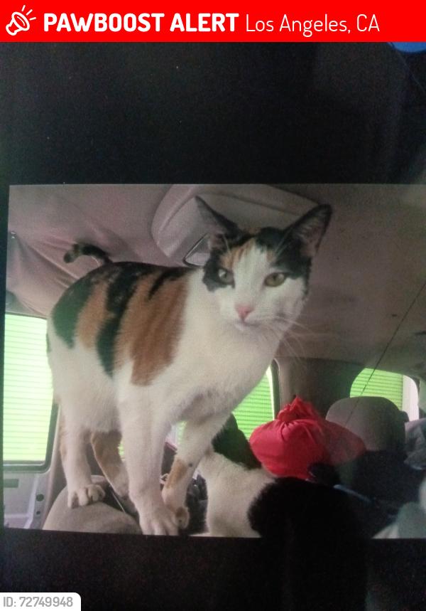 Lost Female Cat last seen J Line Manchester and South Figueroa , Los Angeles, CA 90301