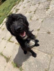 Found/Stray Male Dog last seen St. John’s rd , Galivants Ferry, SC 29544