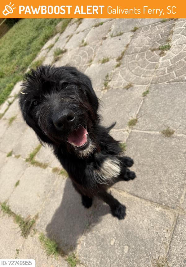 Found/Stray Male Dog last seen St. John’s rd , Galivants Ferry, SC 29544