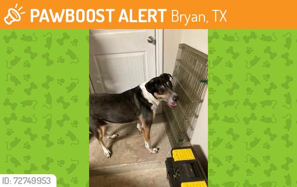 Found/Stray Male Dog last seen Smith lake road and 2818, Bryan, TX 77803