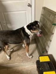 Found/Stray Male Dog last seen Smith lake road and 2818, Bryan, TX 77803